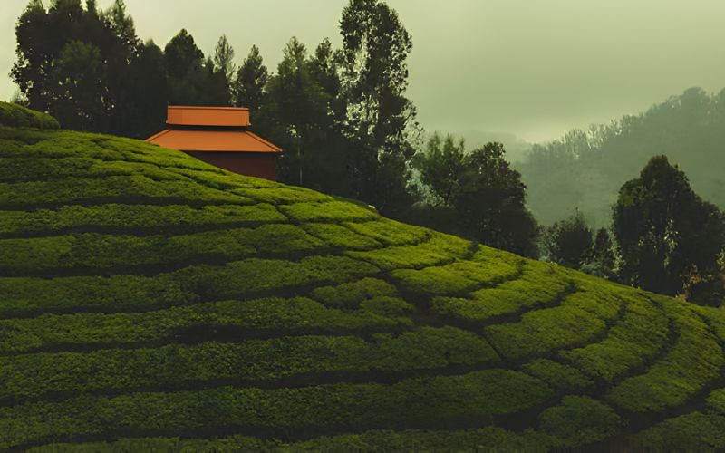 Temples, Tea & City Life